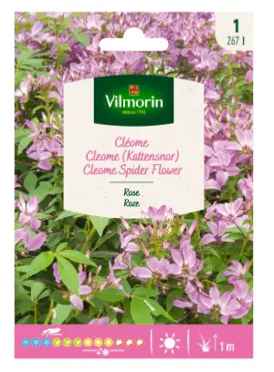 [0998039] Cléome Rose (Vilm)