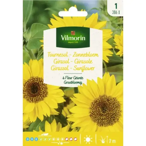 [0998064] Tournesol à Fleur Géante (Vilm)