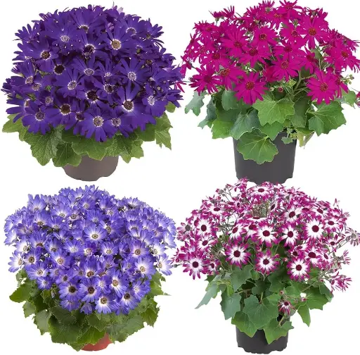 [0998080] Senecio senetti Variés Pot P15