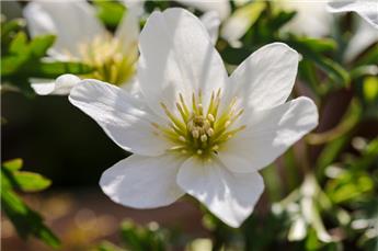 [0998128] Clematis cartmanii Joe Pot P16 cm 