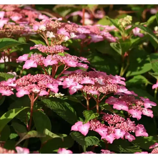 [0998133] Hydrangea serrata Avelroz Pot C7.5L 