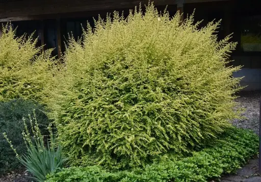 [0998206] Lonicera nitida Baggescens Gold Pot C1.5L 