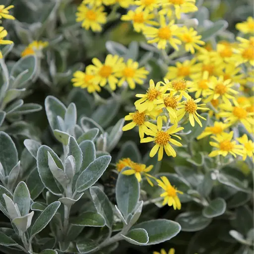 [0998136] Senecio Sunshine Pot C3L