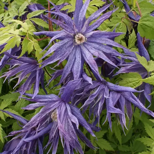 [0998141] Clematis atragene SPIKY Pot P17 - C2