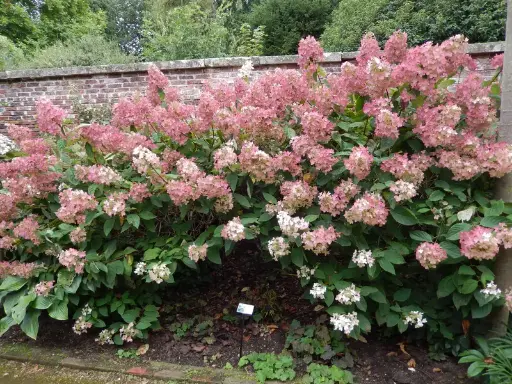 [0998157] Hydrangea paniculata Phantom P35