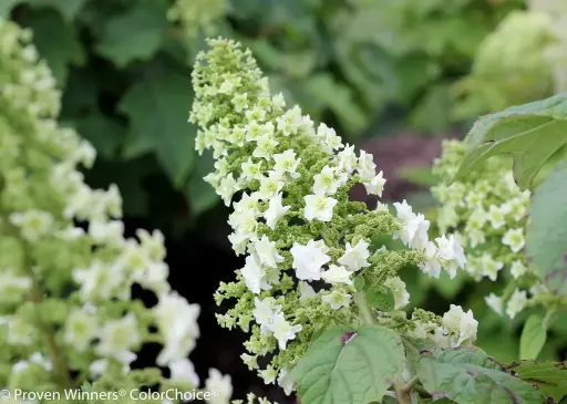 [0998158] Hydrangea quercifolia Gatsby Star Pot C3Litres 