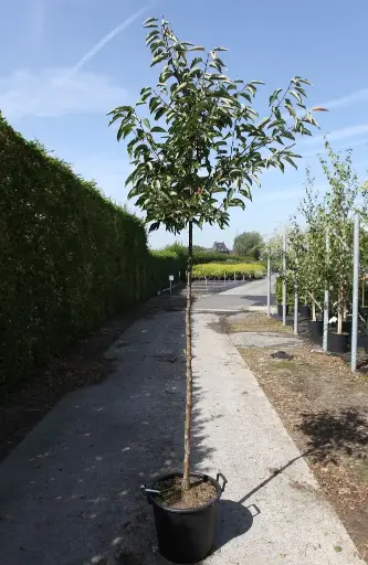 [0998159] Malus Sugar Tyme HT 6-8 C30