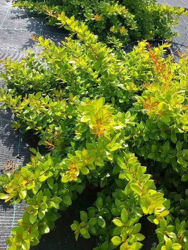 [0998185] Berberis media Dual Jewel Pot C3.6Litres