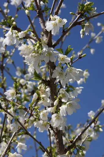 [0998186] Prunus incisa Yamadei Pot C3.6Litres