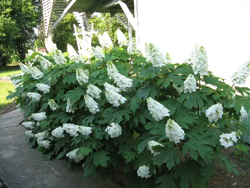 [0998226] Hydrangea quercifolia Gatsby Girl Pot C3Litres
