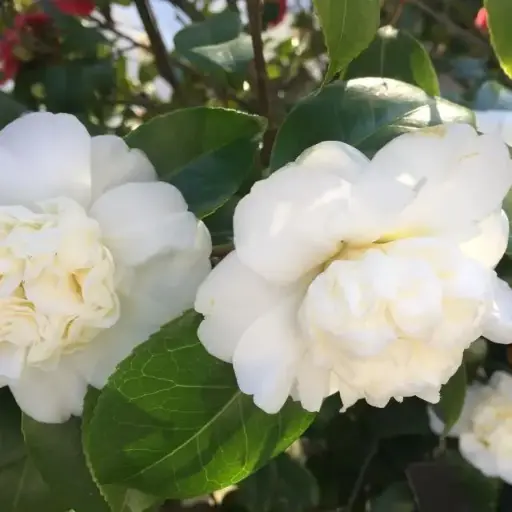[0998264] Camellia japonica Nobilissima 80 100 Pot