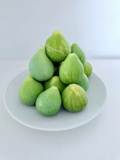 [0998281] Ficus carica Goutte d Or ou Miel DT 6 8 ** Figuier. Idéal pour la Belgique **  