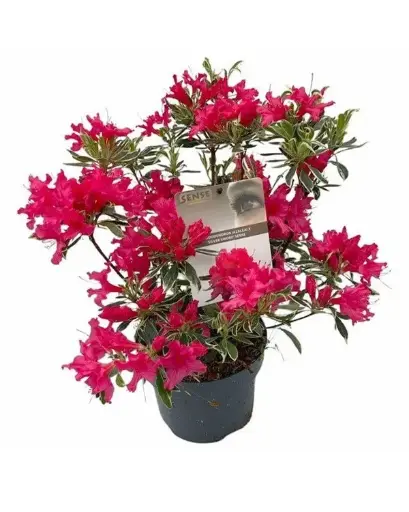 [0998386] Azalea Japonica Silver Sword P23