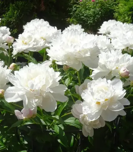 [0998402] Paeonia lactiflora Gardenia Pot C5Litres 