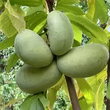 [0998419] Asimina triloba Atwood Baliveau Pot C5 ** Autofertile ** 