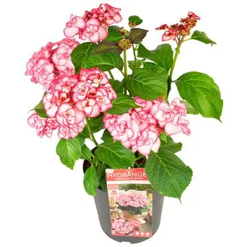 [0998425] Hydrangea macrophylla Yulika Pot P19 cm