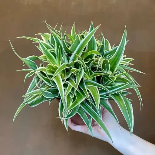 [0998452] Chlorophytum Ocean P12