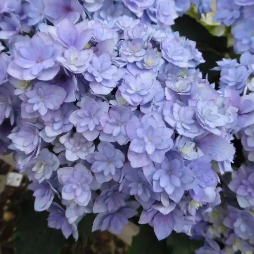 [0998518] Hydrangea macrophylla You and Me Togheter Blue Pot P23 - C5L 