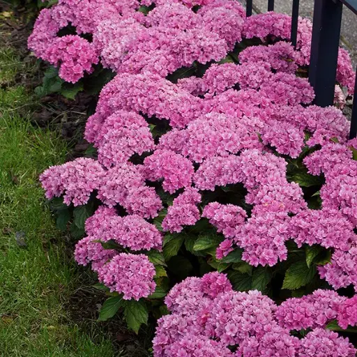 [0998520] Hydrangea macrophylla You and Me Togheter Pink Pot P23 - C5L  