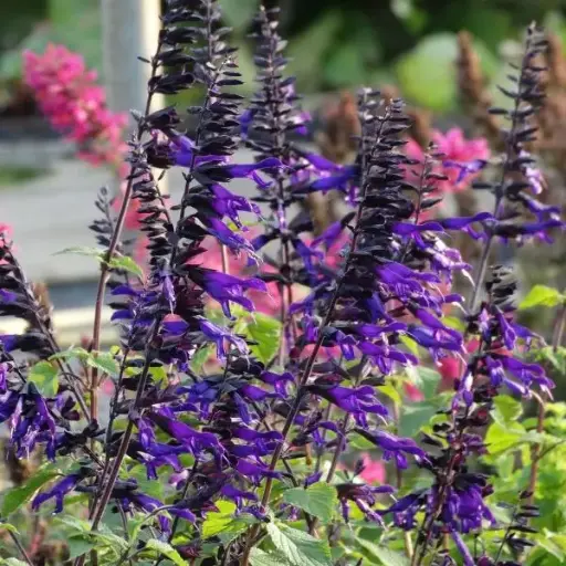 [0998539] Salvia Amistad C2