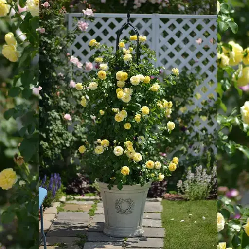 [0998545] Rosier Château de Cheverny Pot C5L **Parfumé / Résistant** XL 