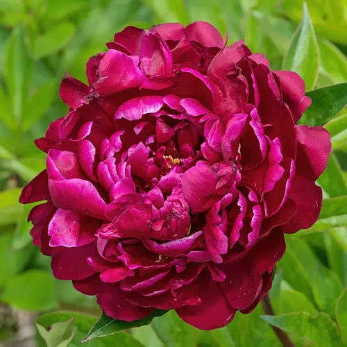 [0998581] Paeonia lactiflora W.F. Turner Pot P15 ** Rouge parfumée ** 