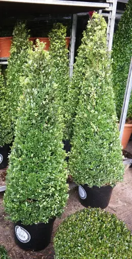 [0998589] Ilex crenata Dark Green Pyramide 100 125 P27