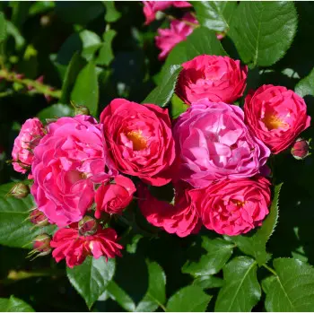 [0998607] Rosier Bordure Magenta Pot C5Litres