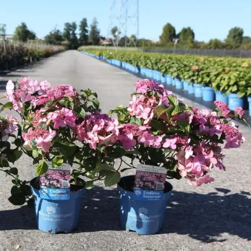 [0998613] Hydrangea macrophylla Endless Summer Popstar Pink Pot P23  cm ** Hortensia **