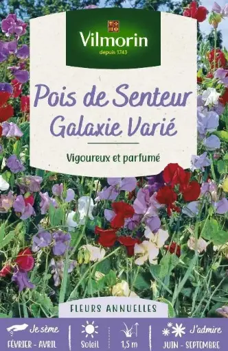 [0998625] Pois de senteur Galaxie varié (Vilm)