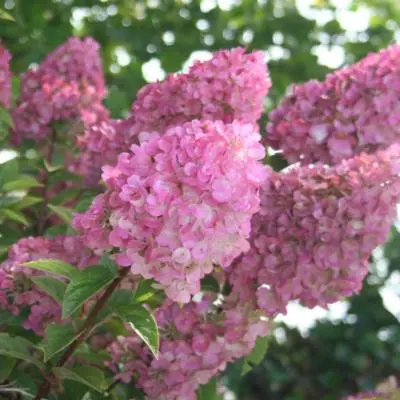 [0998624] Hydrangea Scandens First Love C5Litres
