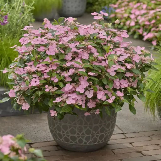 [0998624] Hydrangea scandens First Love C5Litres