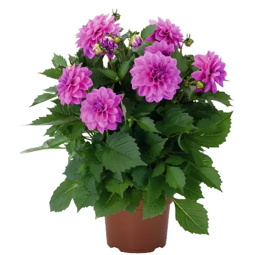 [0998680] Dahlia Hypnotica Lavender Mix Pot P17 cm