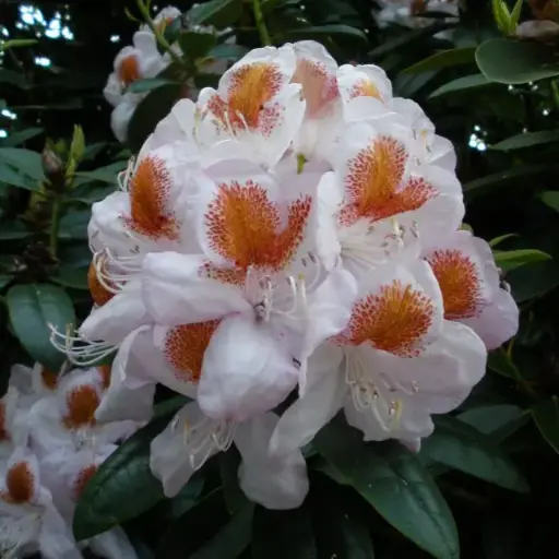 [0998682] Rhododendron Mrs Tom Lowinski Pot C10Litres 
