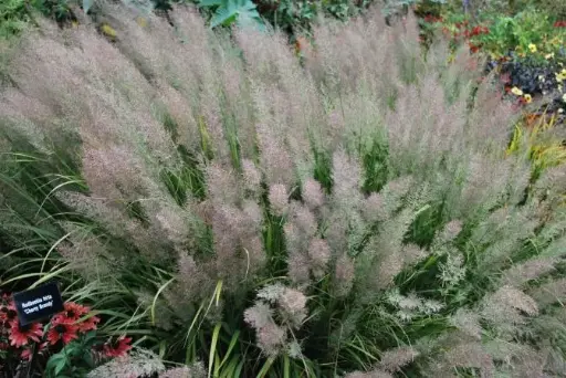 [0998708] Calamagrostis brachytricha Pot C3Litres