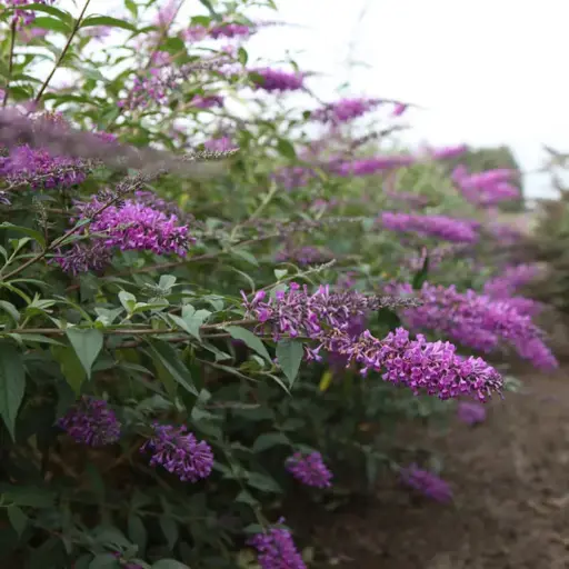 [0998710] Buddleja davidii Argus Velvet Pot C3.5