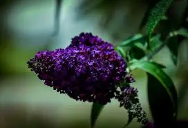 [0998794] Buddleja davidii Summer Bird Midnight Blue Pot C3Litres