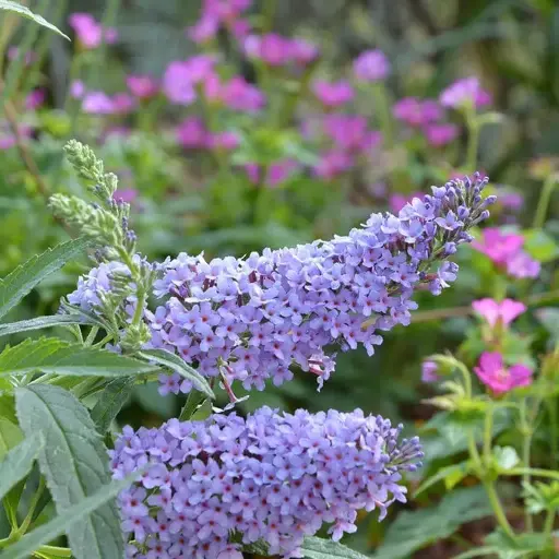[0998796] Buddleja davidii Summer Bird Sky Blue Blue Pot C3Litres