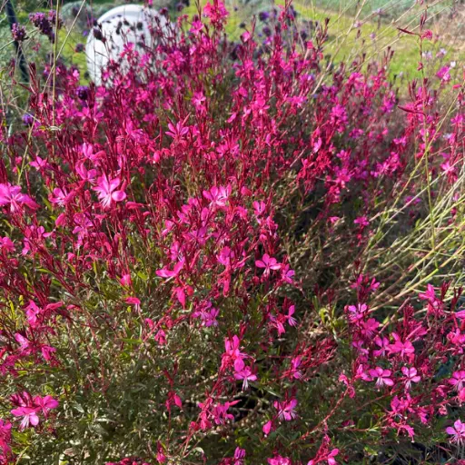 [0998849] Gaura lindheimeiri Gaudi Cherise Pot P17 