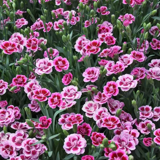 [0998870] Dianthus Pink Kisses Pot P19 cm - Oeillet nain vivace 