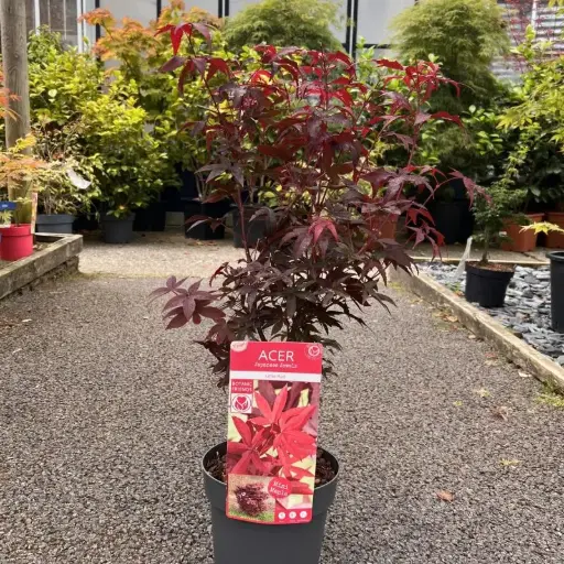 [0998916] Acer palmatum Little Red 70 80 cm Pot C3