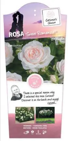[0998939] Rosier Sweet Romanza Tige 90cm