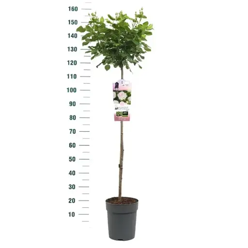[0998939] Rosier Sweet Romanza Tige 90cm