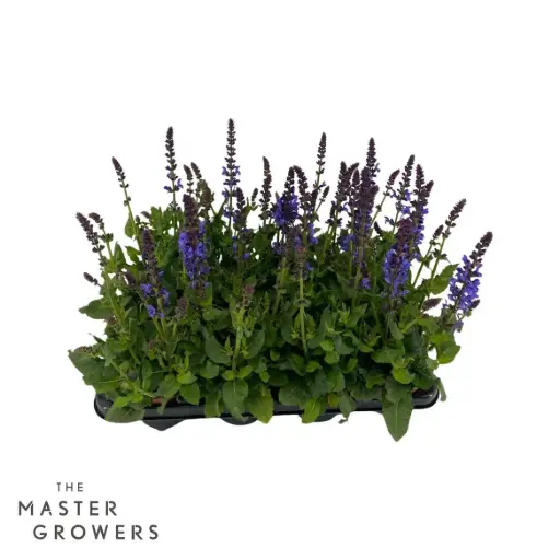 [0998963] Salvia nem. Blue Marvel® Pot P12