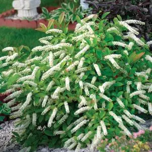 [0998981] Itea virginica Love Child Pot C3.6L