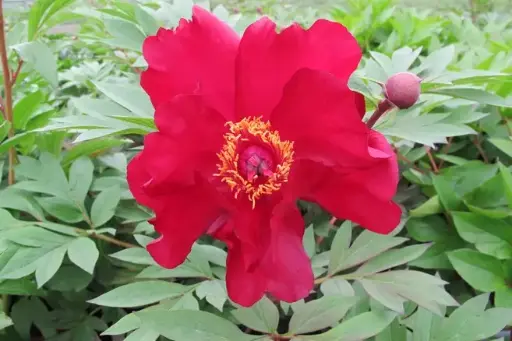 [0998983] Paeonia Itoh Scarlet Heaven Pot C4L