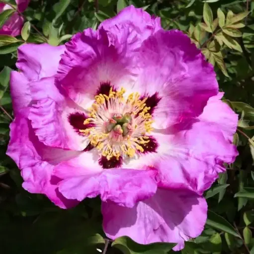 [0998985] Paeonia rockii Shi Li He Xiang Pot C4L
