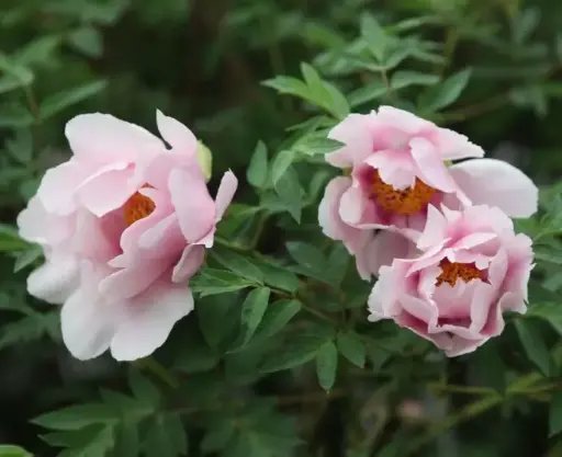 [0998987] Paeonia rockii Tao Hua Yuan Pot C4L