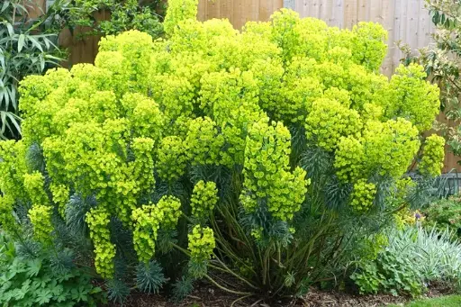 [0998997] Euphorbia characias Wulfenii Pot C2L