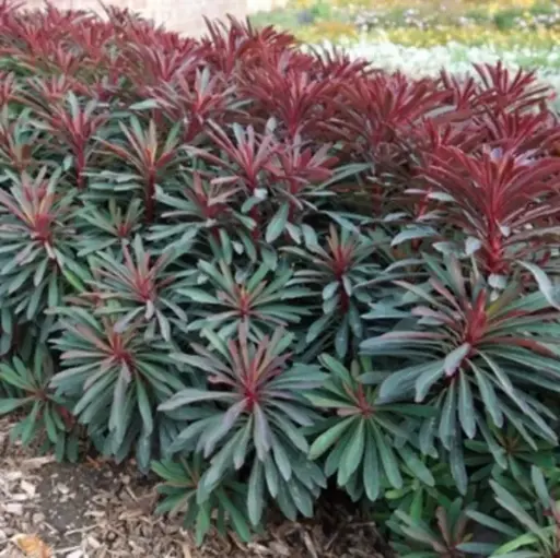 [0999001] Euphorbia characias Minners Merlot® Pot P9